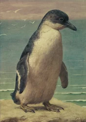 Studie van een Pinguïn